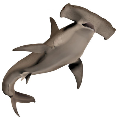 Detail Shark Angle Nomer 8