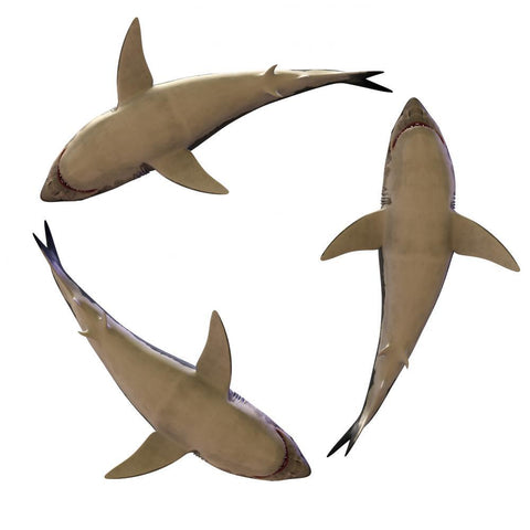 Detail Shark Angle Nomer 10