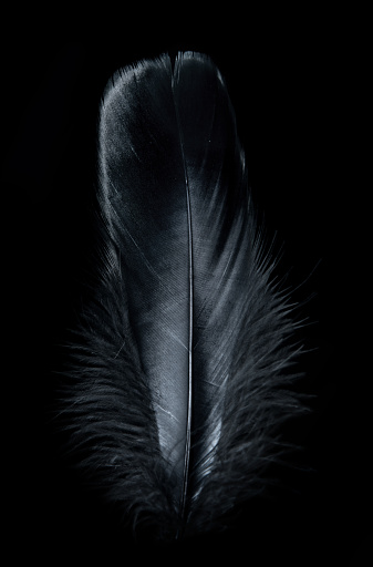 Detail Feather Background Hd Nomer 17