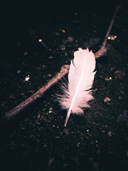 Detail Feather Background Hd Nomer 5