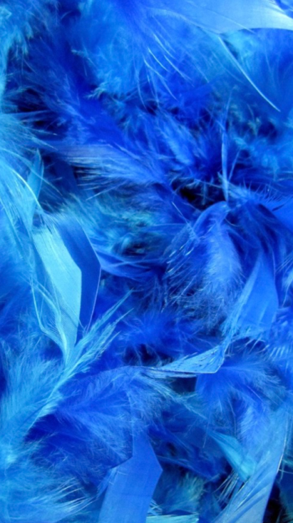 Detail Feather Background Tumblr Nomer 12