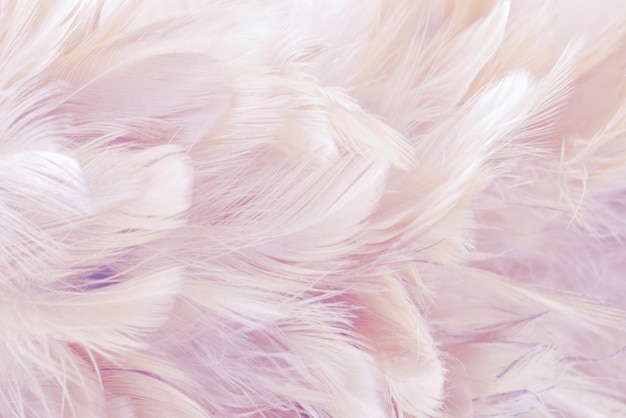 Detail Feather Background Tumblr Nomer 44