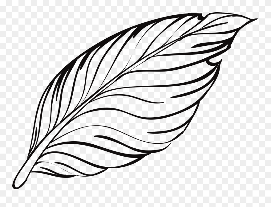 Detail Feather Black And White Clipart Nomer 18