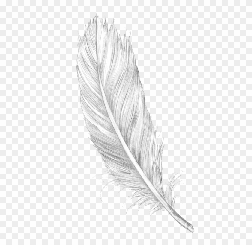 Detail Feather Clipart Png Nomer 10