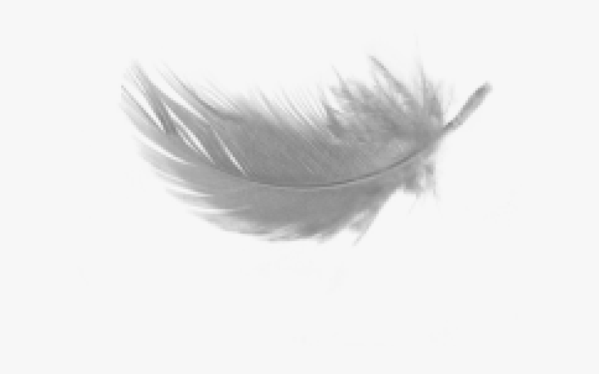 Detail Feather Clipart Png Nomer 45