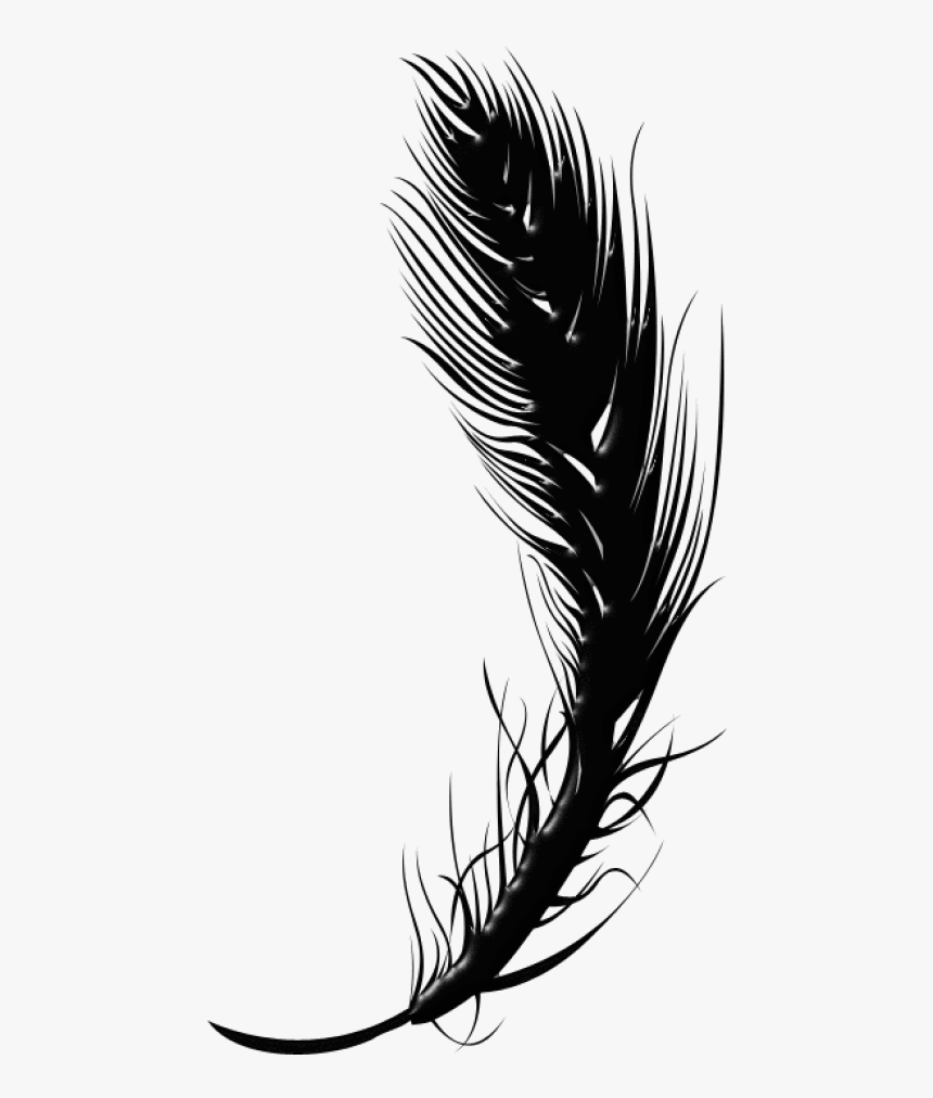 Detail Feather Clipart Png Nomer 8