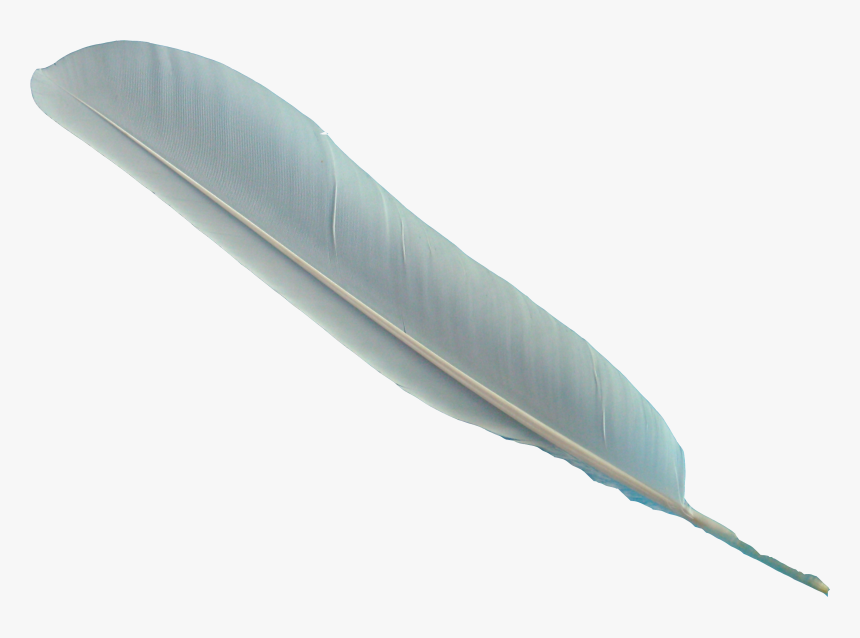Feather Clipart Transparent Background - KibrisPDR