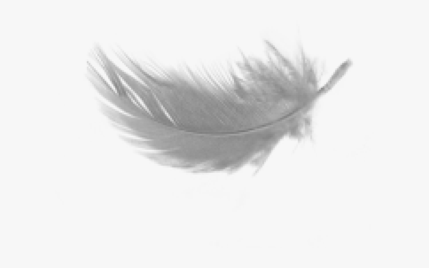 Detail Feather Clipart Transparent Background Nomer 17