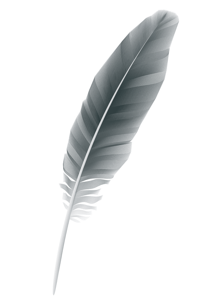 Detail Feather Clipart Transparent Background Nomer 40