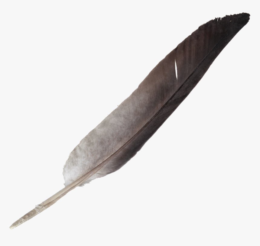 Detail Feather Clipart Transparent Background Nomer 6