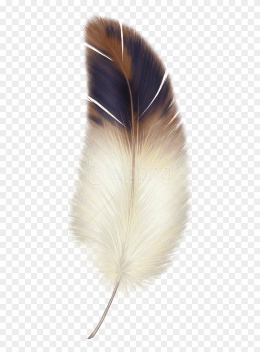 Detail Feather Clipart Transparent Background Nomer 8