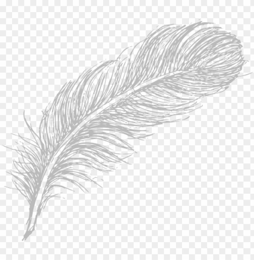 Feather Drawing Png - KibrisPDR