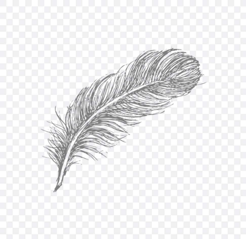 Detail Feather Drawing Png Nomer 11