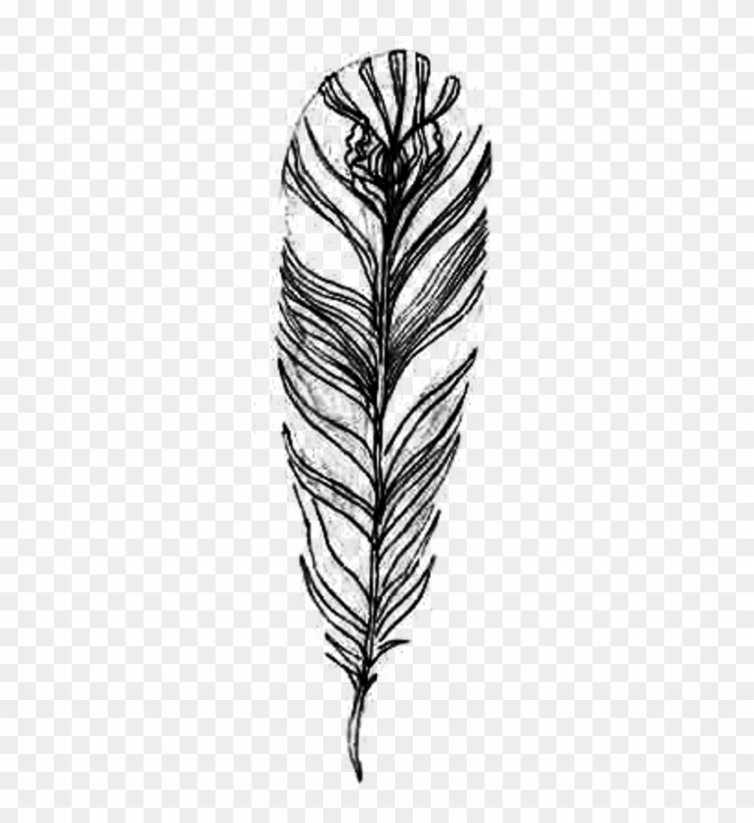 Detail Feather Drawing Png Nomer 14