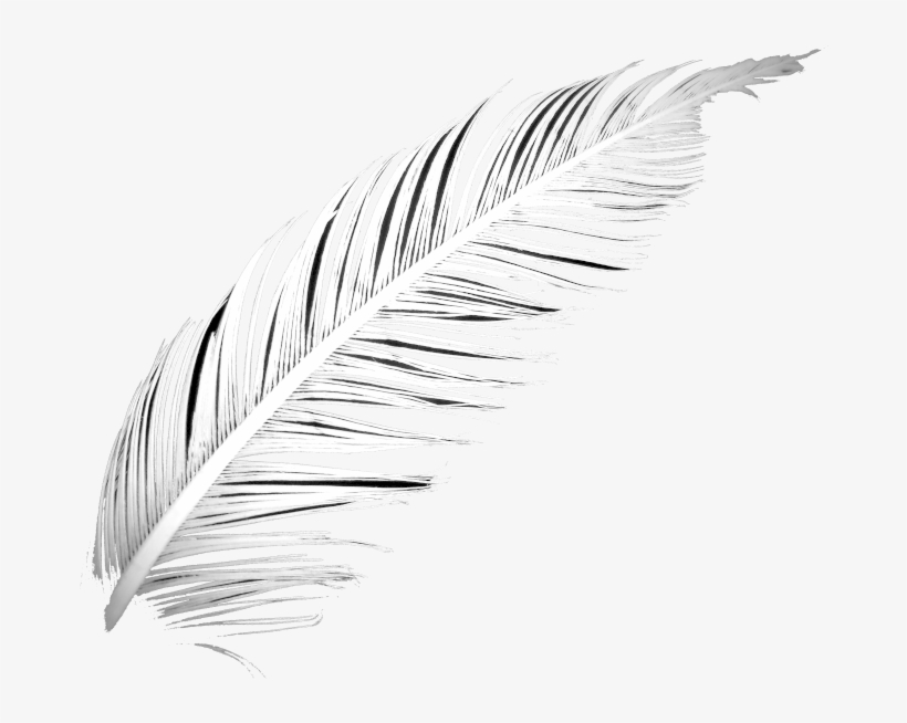 Detail Feather Drawing Png Nomer 16