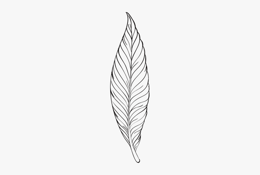 Detail Feather Drawing Png Nomer 33