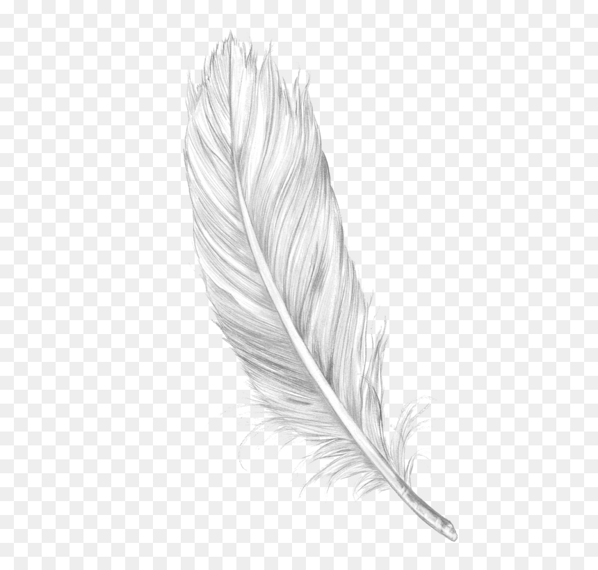 Detail Feather Drawing Png Nomer 35