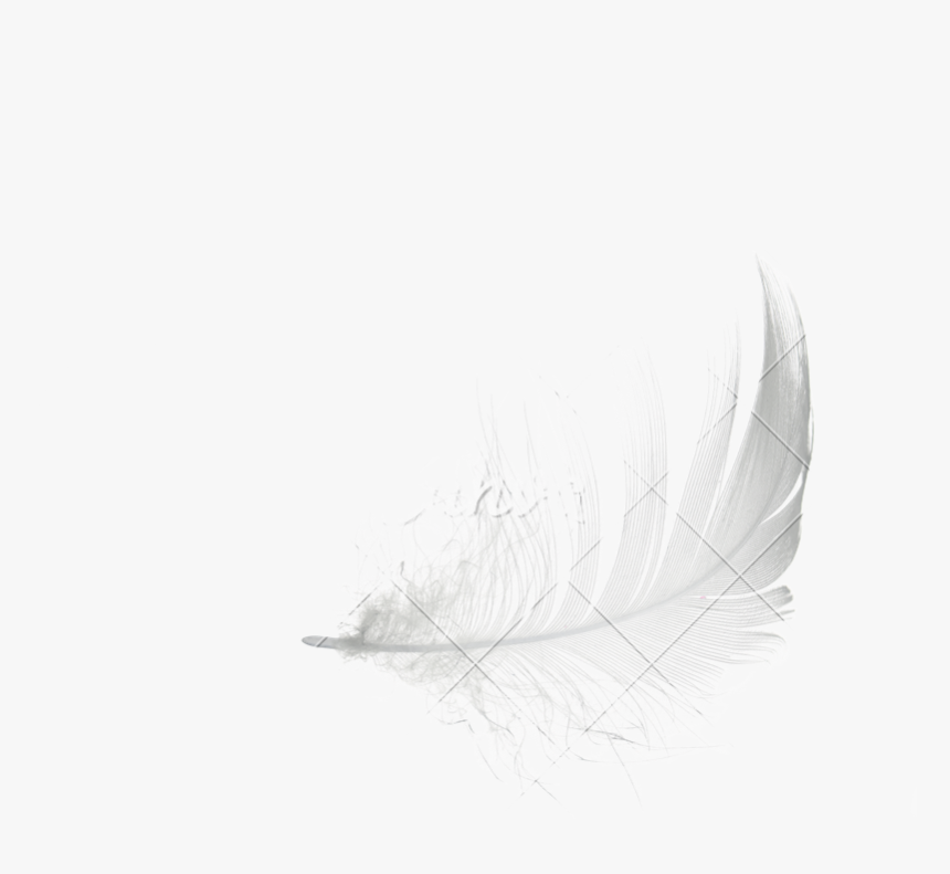 Detail Feather Drawing Png Nomer 44