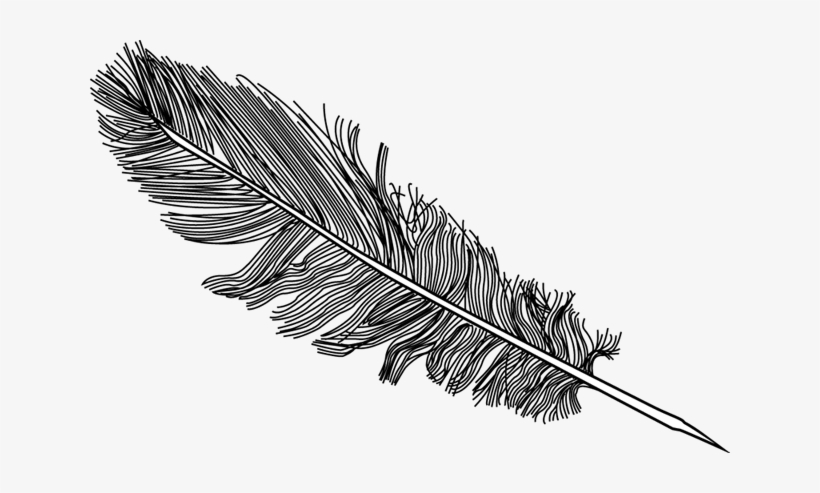 Detail Feather Drawing Png Nomer 5