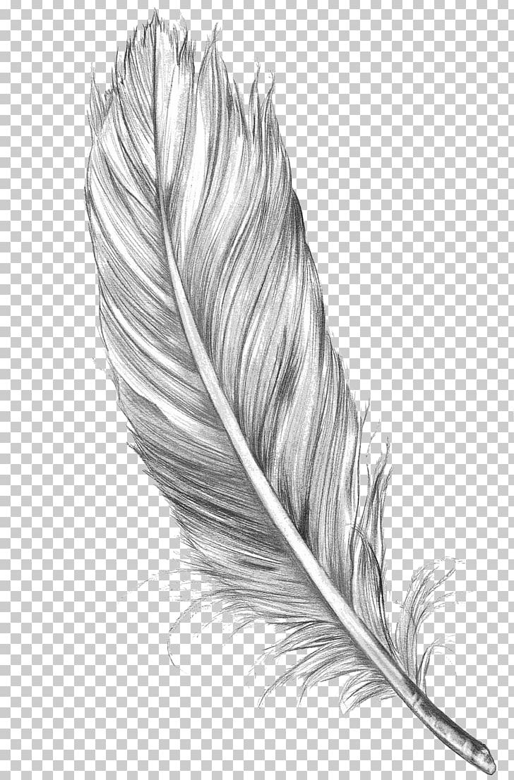 Detail Feather Drawing Png Nomer 6
