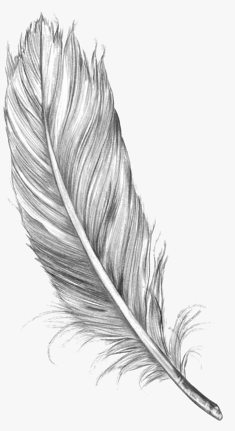 Detail Feather Drawing Png Nomer 7