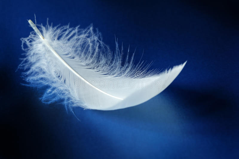 Feather Images Free - KibrisPDR