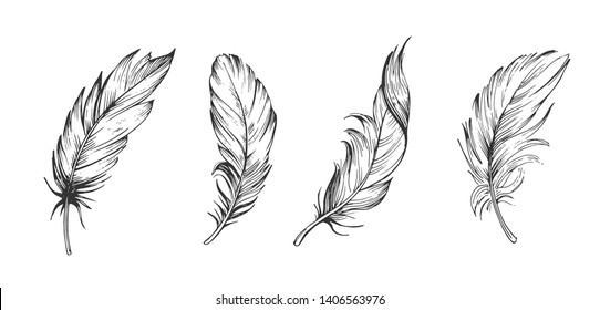 Detail Feather Images Free Nomer 2