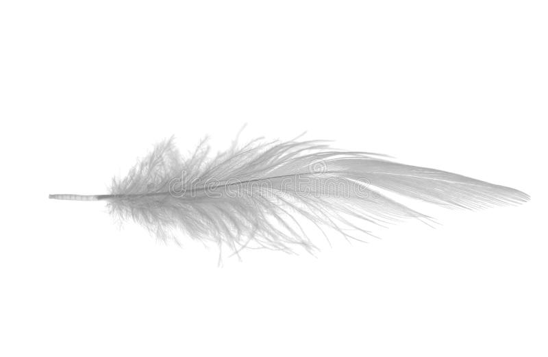 Detail Feather Images Free Nomer 18