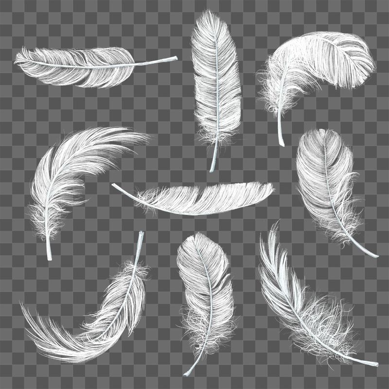 Detail Feather Images Free Nomer 19