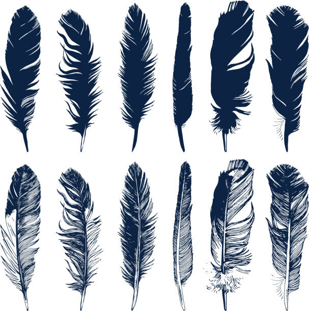 Detail Feather Images Free Nomer 3