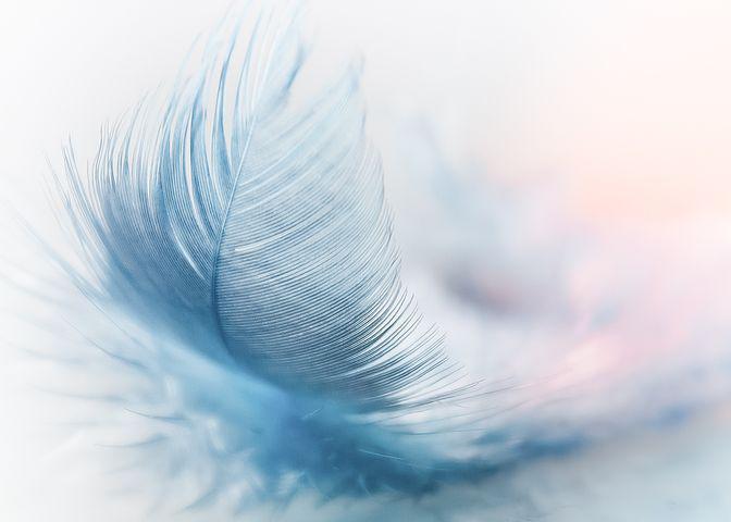 Detail Feather Images Free Nomer 20