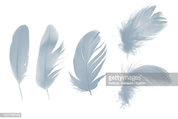 Detail Feather Images Free Nomer 21