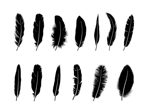 Detail Feather Images Free Nomer 23