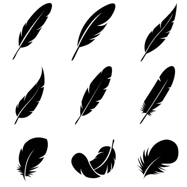 Detail Feather Images Free Nomer 24