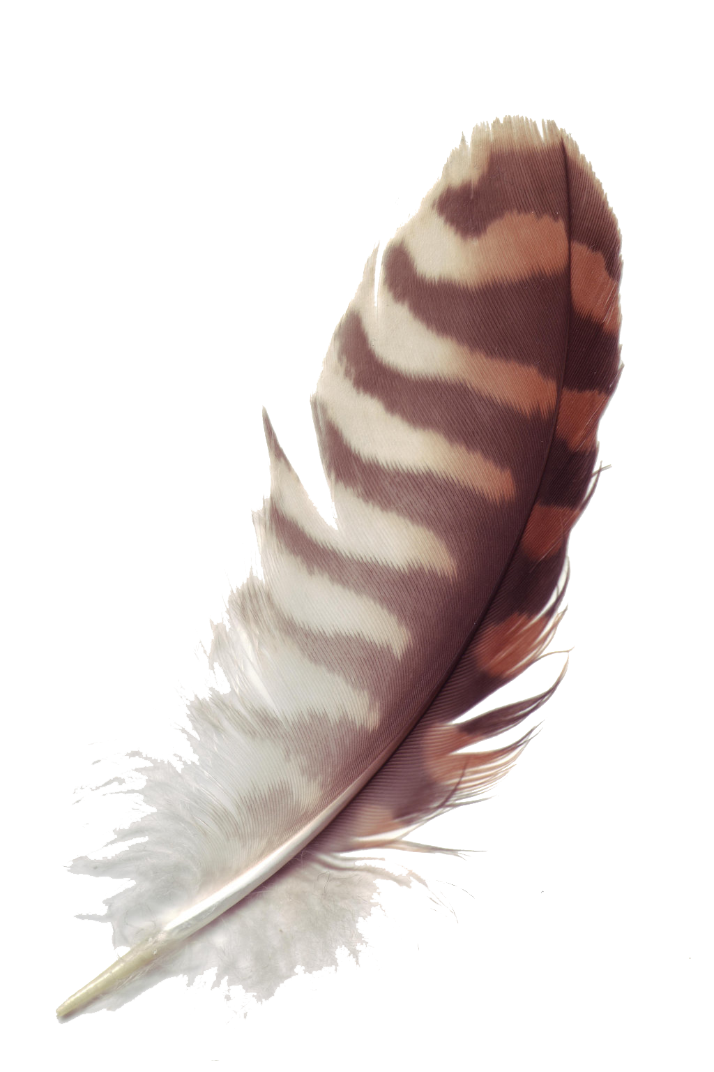 Detail Feather Images Free Nomer 31