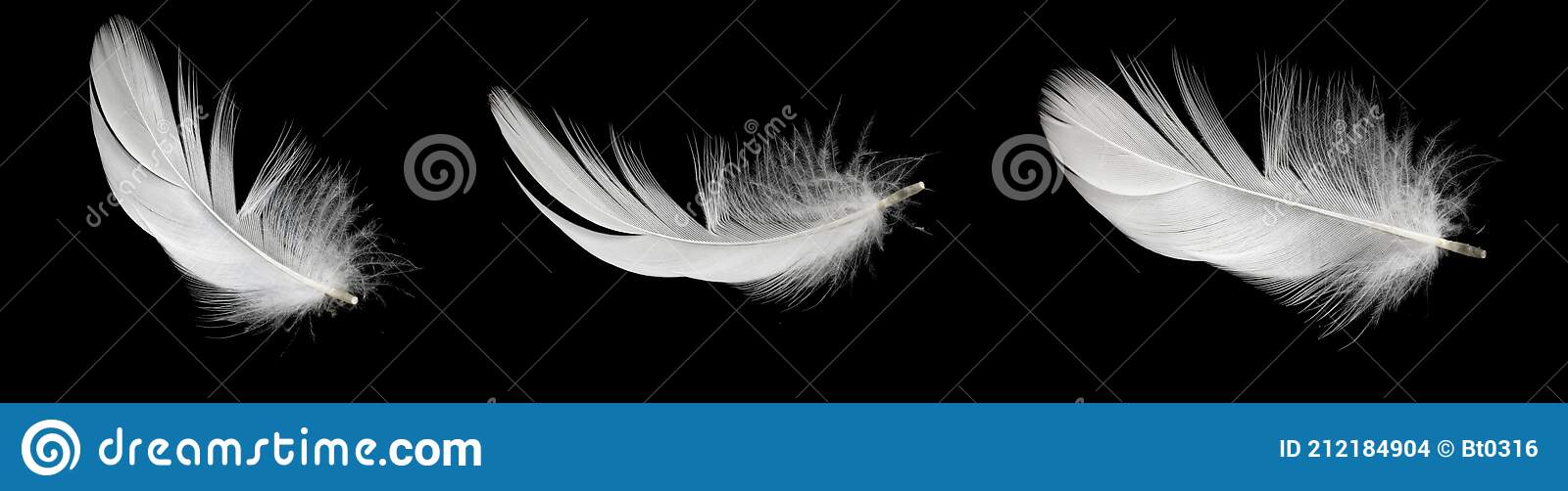 Detail Feather Images Free Nomer 34