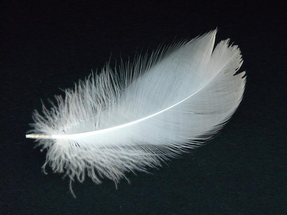 Detail Feather Images Free Nomer 41