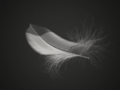 Detail Feather Images Free Nomer 44