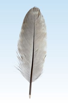 Detail Feather Images Free Nomer 6