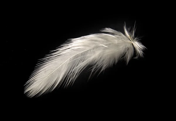 Detail Feather Images Free Nomer 49