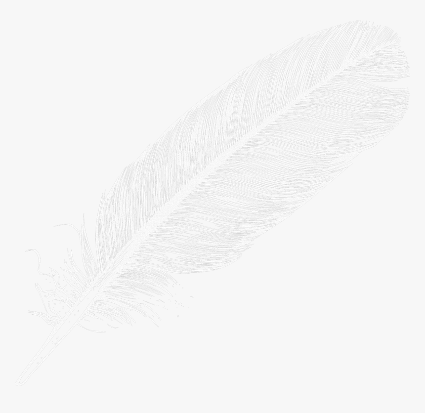 Detail Feather No Background Nomer 11