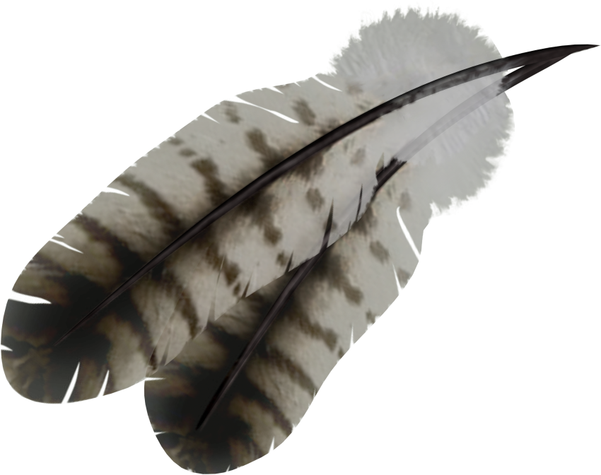 Detail Feather No Background Nomer 21