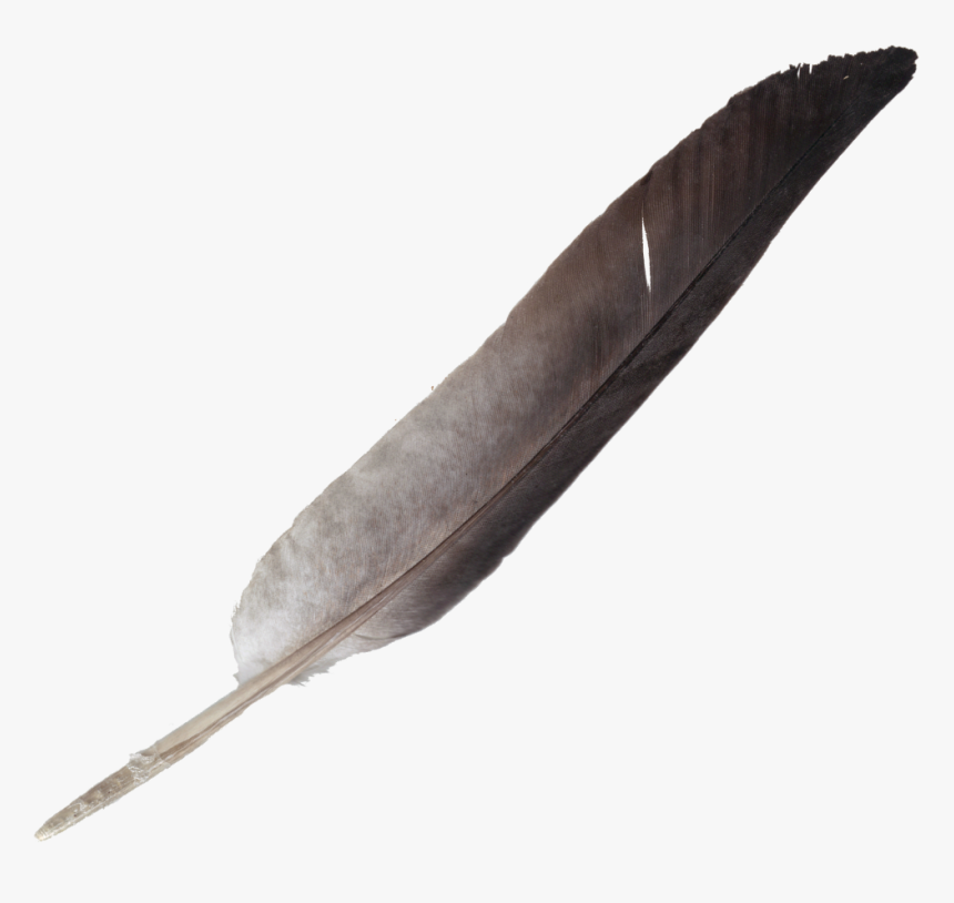 Detail Feather Pen Transparent Background Nomer 33