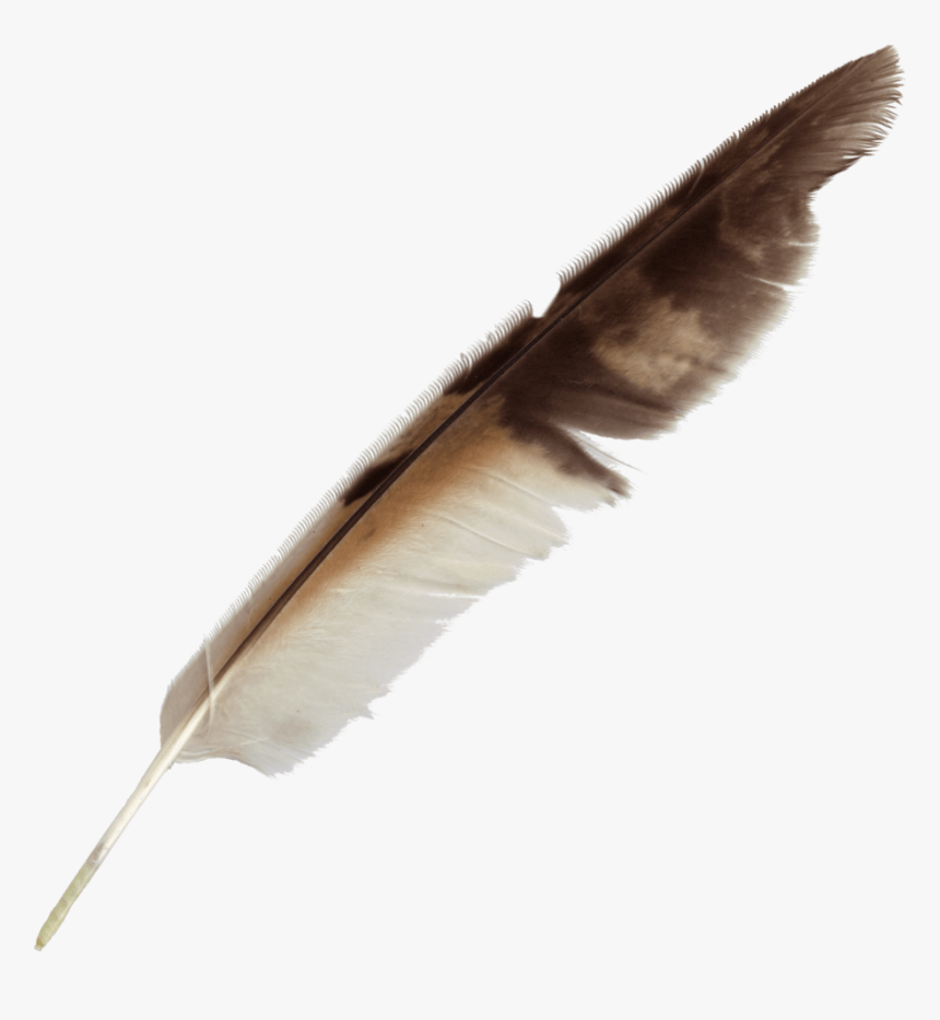 Detail Feather Pen Transparent Background Nomer 6