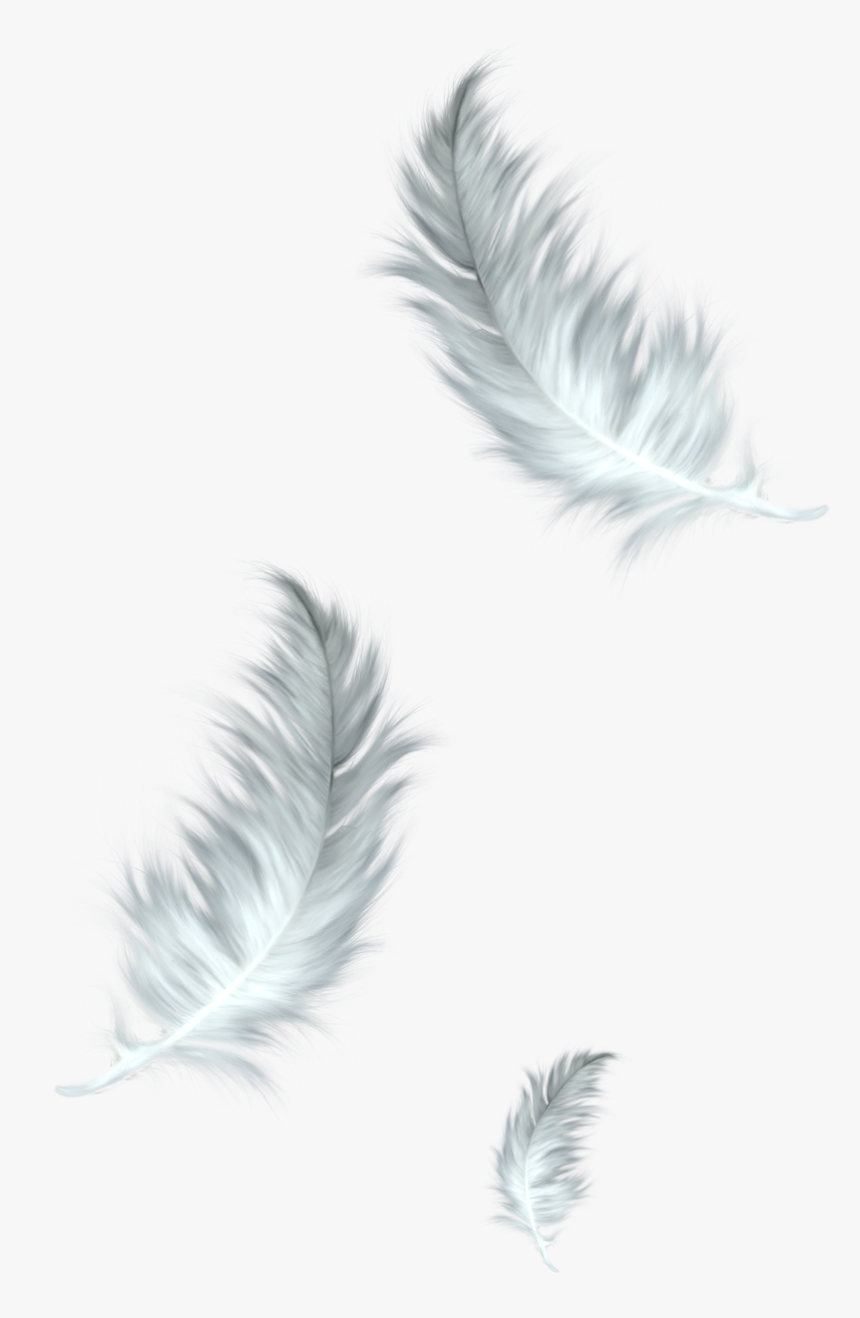 Detail Feather Png Images Nomer 12