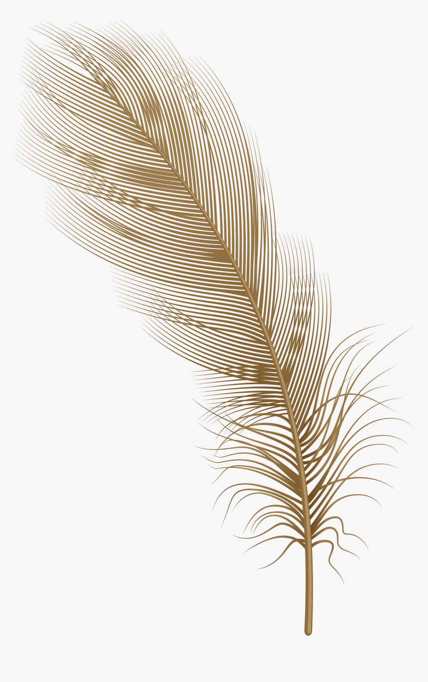 Detail Feather Png Images Nomer 19