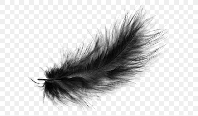 Detail Feather Png Images Nomer 21