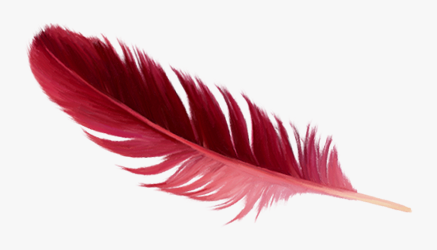 Detail Feather Png Images Nomer 24