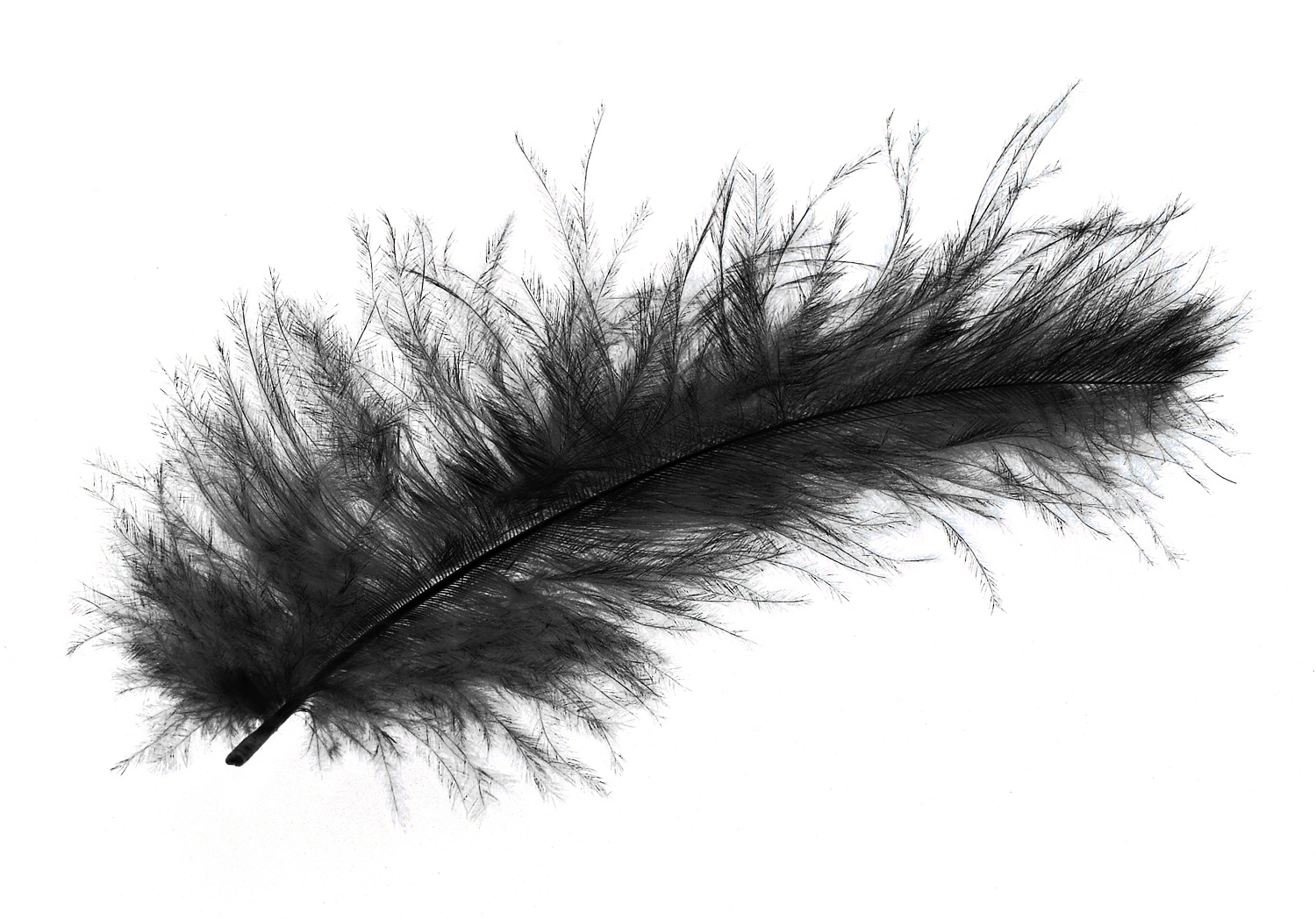 Detail Feather Png Images Nomer 28