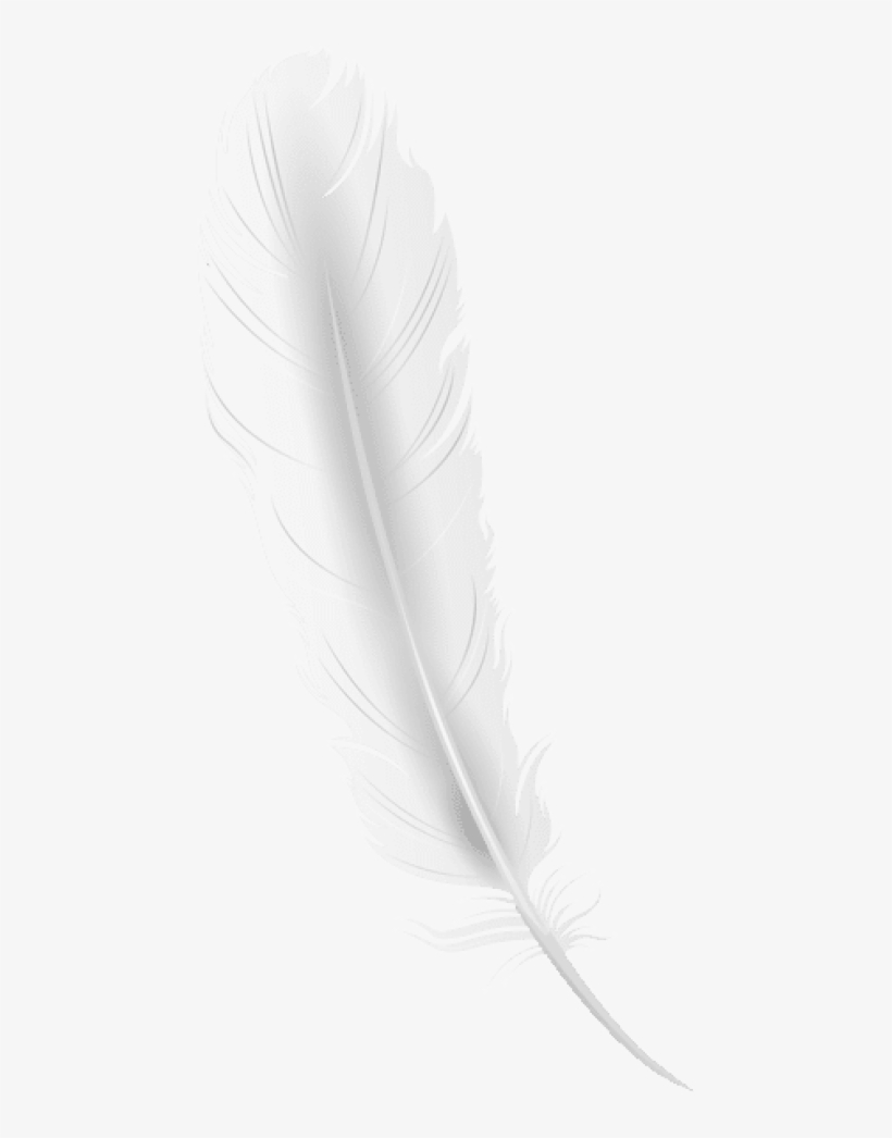 Detail Feather Png Images Nomer 31